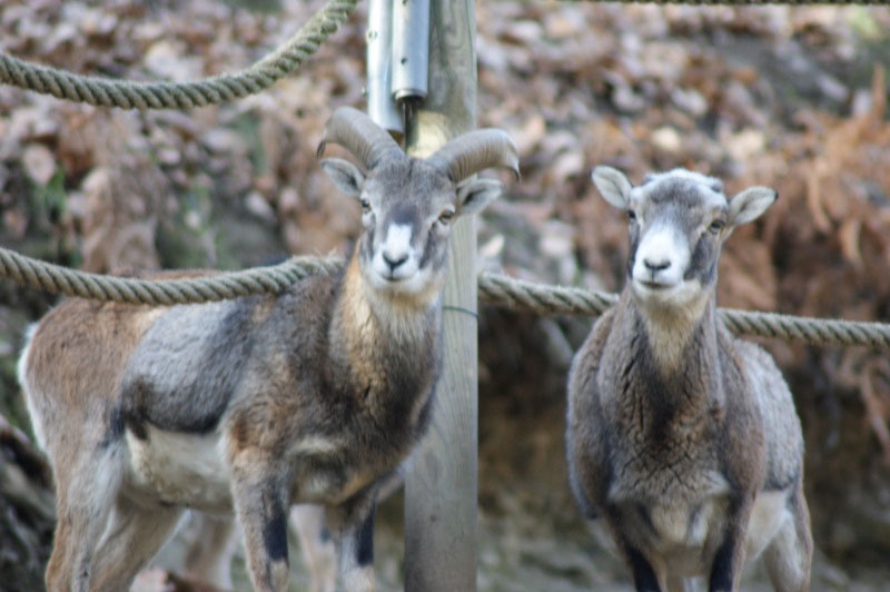 Goats